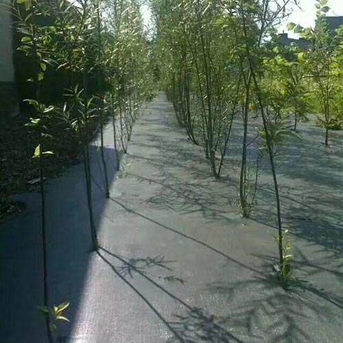 闃茶崏甯?5 闃茶崏甯?5